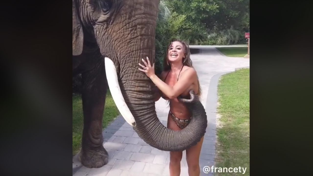 Cet éléphant adore le plastique