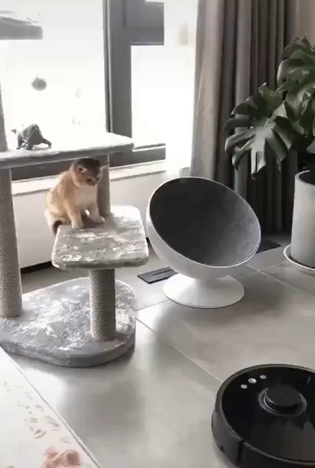 Un chaton a un petit moment de panique