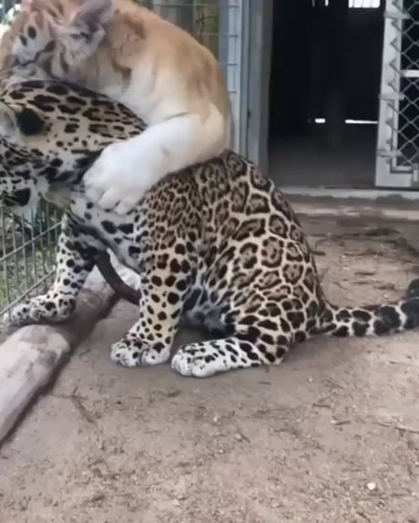 Un tigre veut jouer avec un léopard