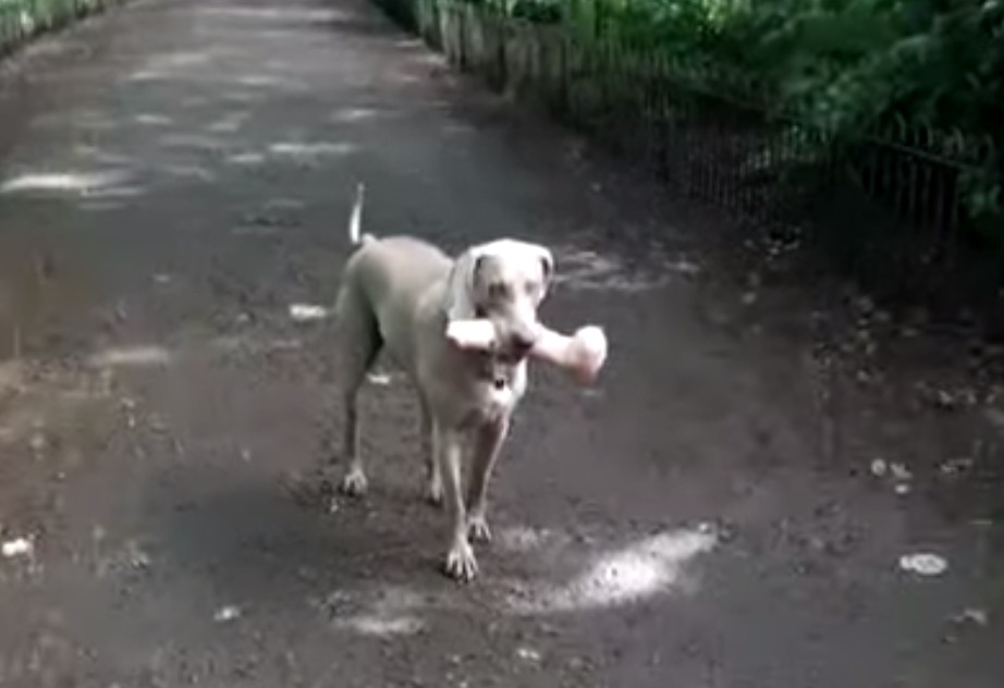 Un chien trouve un os en forêt