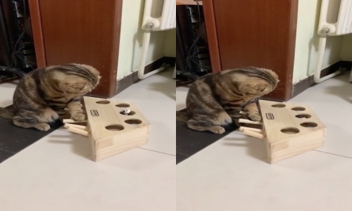 Un chat apprend à utiliser son nouveau jouet