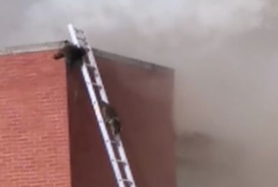 Avec des échelles, des pompiers sauvent des ratons laveurs