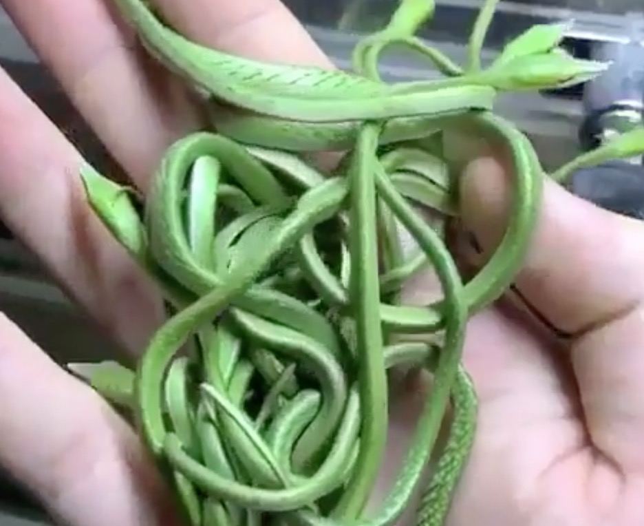 Des serpents qui ressemblent à des nouilles