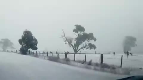 Des kangourous découvrent la neige