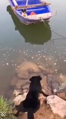 Un chien aide un pote à sortir d'un bateau