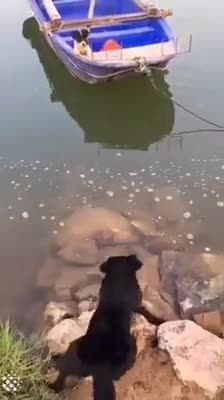 Un chien aide un pote Ă sortir d'un bateau