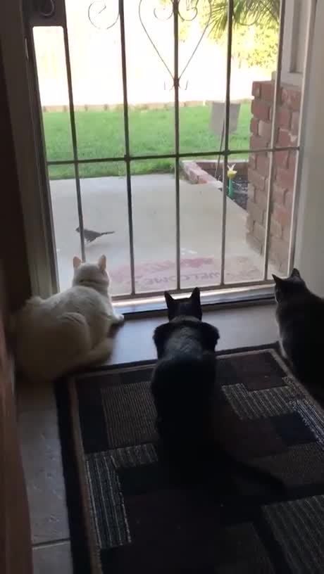 Trois chats vraiment concentrés