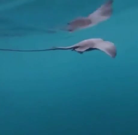 Une orque s'amuse avec une raie