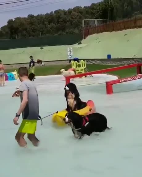 Un parc d'attractions pour chiens en Espagne