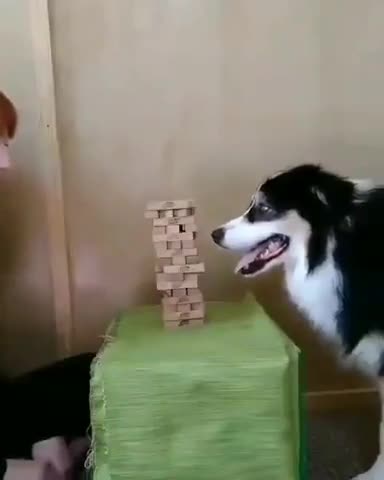 Un chien qui gère au Jenga