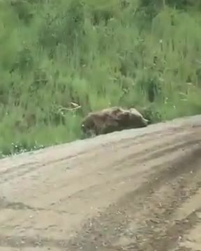 Il trouve un ours malade sur le bord de la route