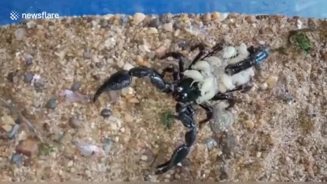 Un scorpion et ses bébés
