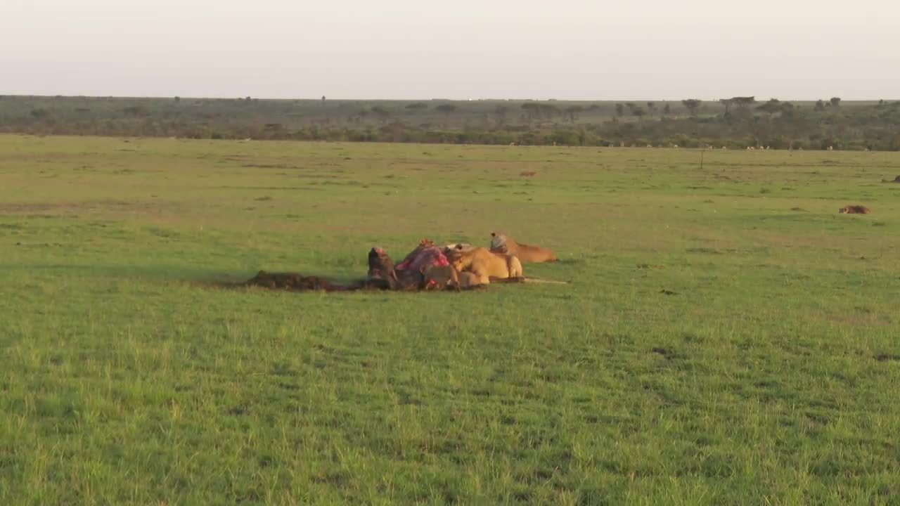 Un lion se bat avec des hyènes pour protéger son repas