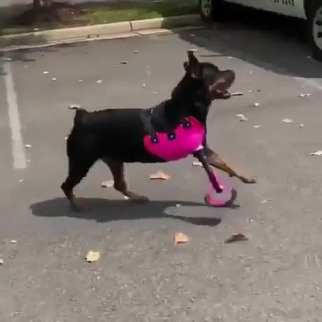 Un chien marche avec une prothèse