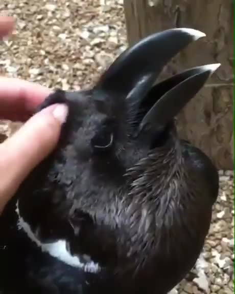 Lapin ou corbeau ? (illusion d'optique)