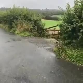 Des vaches évitent une ligne blanche