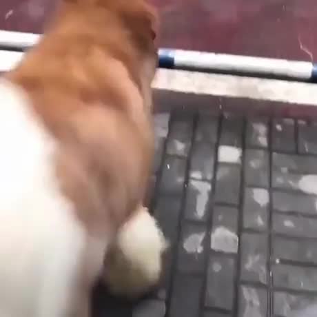 Un husky bien dressé entre dans sa cage