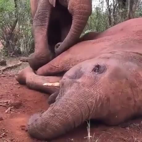 Des éléphants se font un gros calin