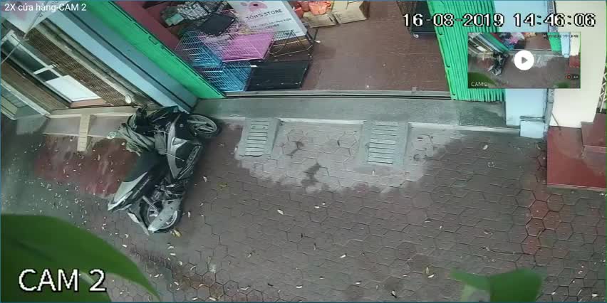 Un chien empĂŞche un vol de scooter
