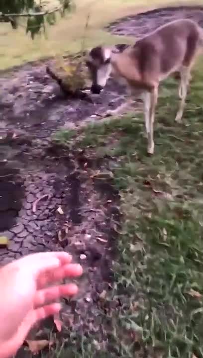 Il dit bonjour à une biche mais elle est pas d'humeur