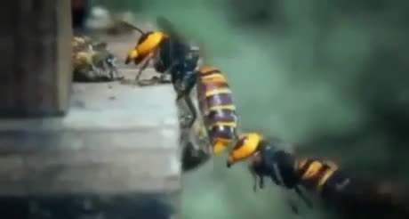 Une abeille médic sauve une soeur tombée au combat