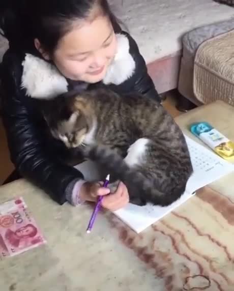 Étudier avec un chat