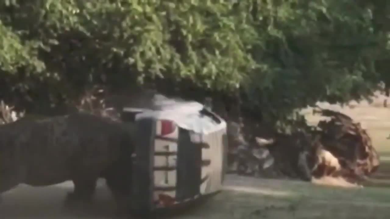 Un rhinocéros renverse la voiture de la gardienne de son zoo