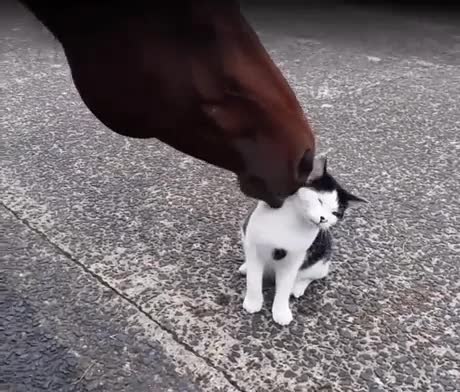 Un chat demande des câlins à un cheval