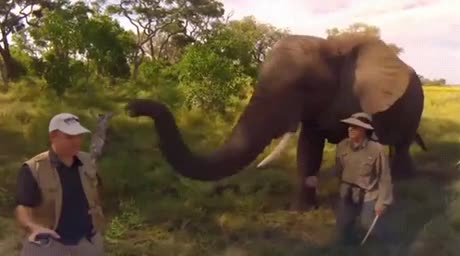 Un éléphant essaye un chapeau