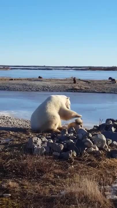 Un ours polaire caresse un chien