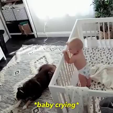 Un chien réconforte un bébé