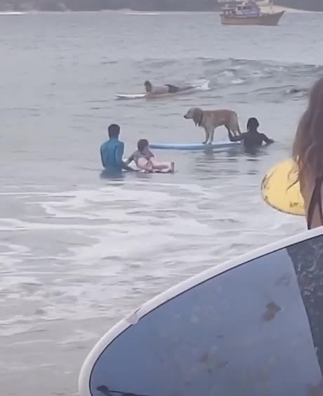 Un chien très impressionnant en surf