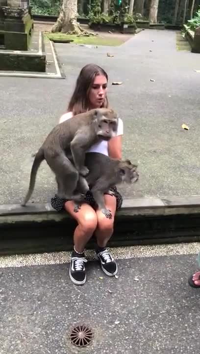 Des singes font passer un message à une touriste