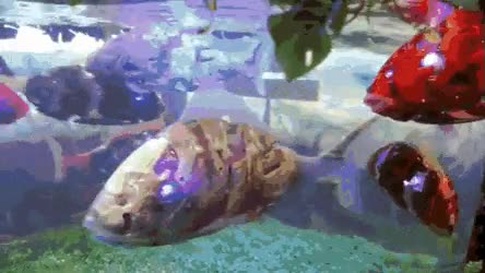 Poissons robots dans un aquarium (Japon)