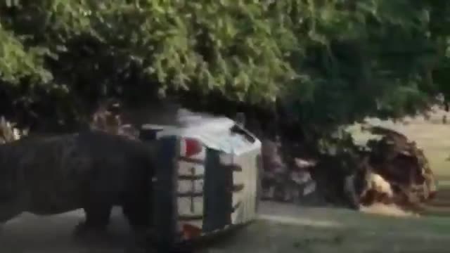 Un rhinocéros éclate une voiture dans un zoo