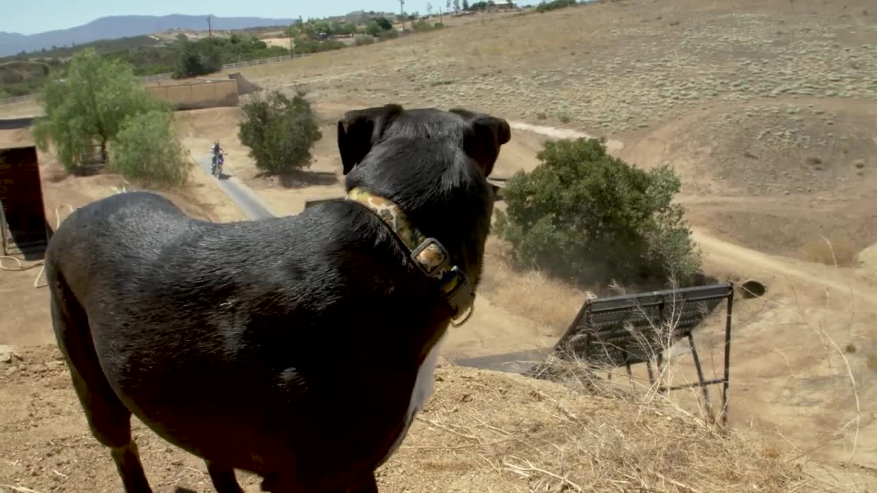 En motocross avec son chien