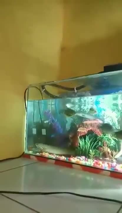 Un gros poisson s'évade d'un aquarium
