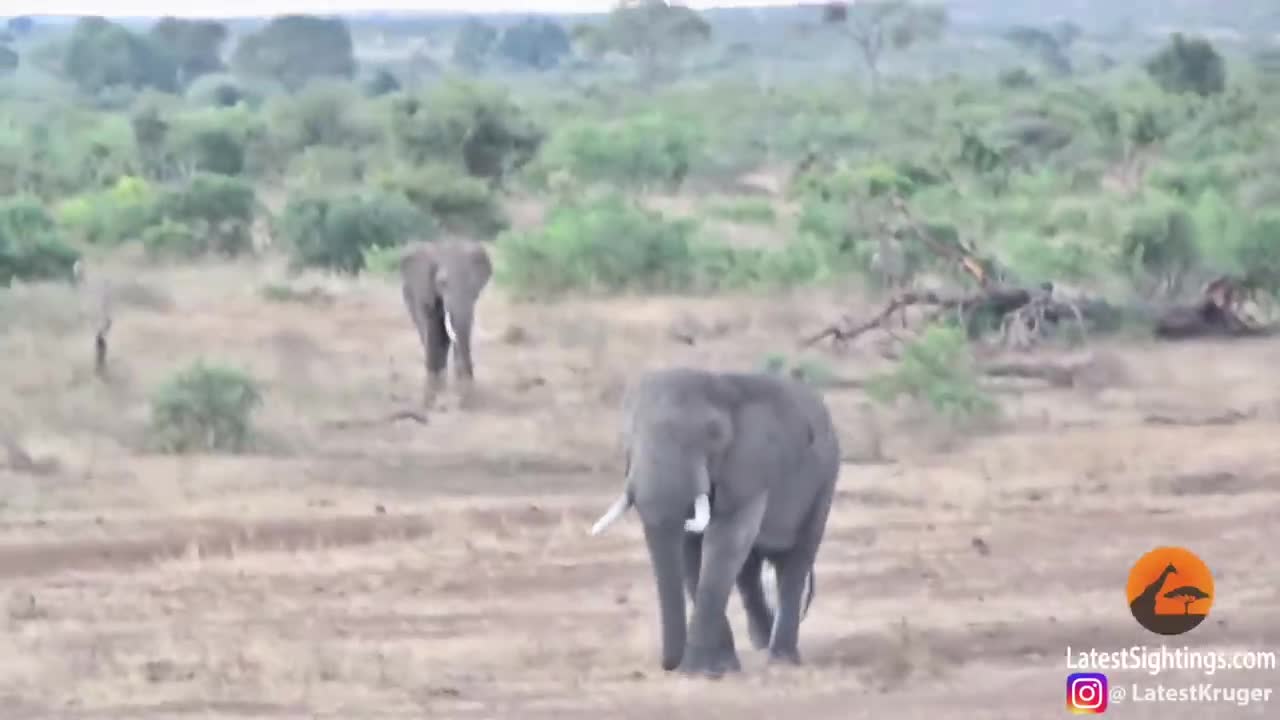 Un rhinocéros protège son bébé de l'attaque d'un éléphant