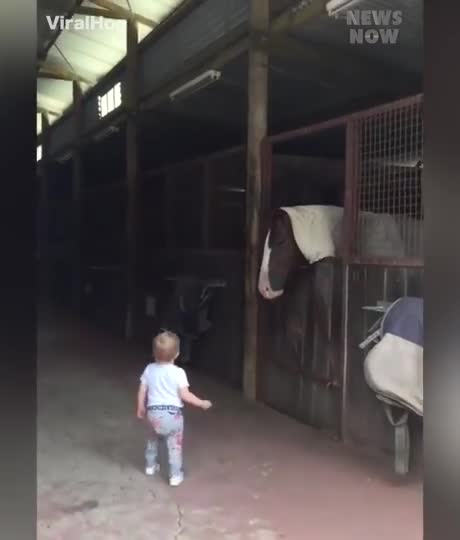 De bon matin, une petite fille dit bonjour à ses amis chevaux