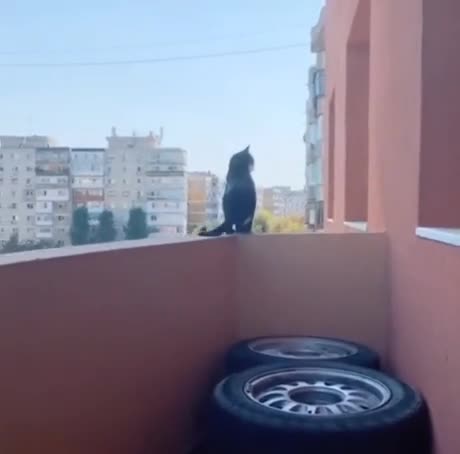Un chat curieux se met debout sur un balcon