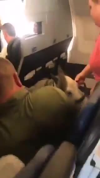 Elle a réussi à ramener son poney dans l'avion