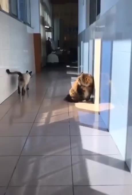 Un chat invente un nouvel art martial