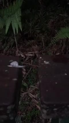 Un escargot traverse entre deux bouts de bois