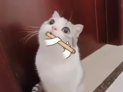 Un chat joue de la flûte