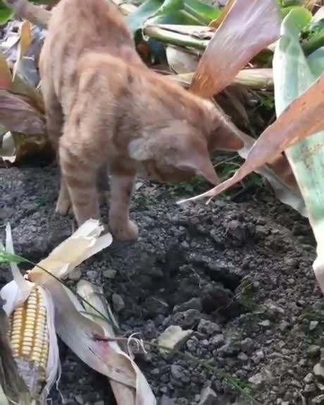 Une taupe sort saluer un chat