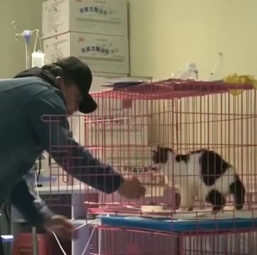 Un chat dans une cage remercie un homme qui lui donne à manger