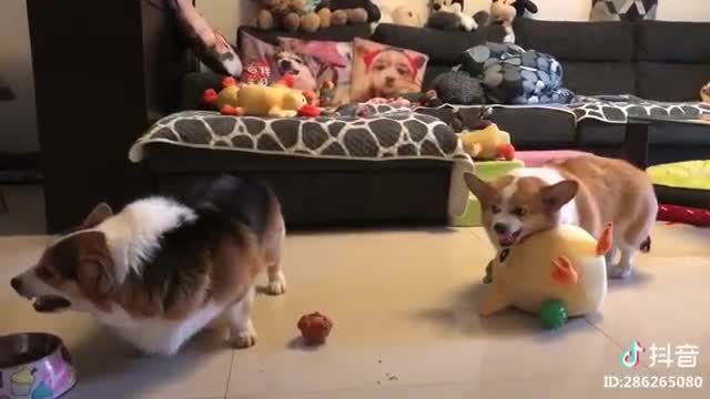 Un terrible combat entre deux corgis