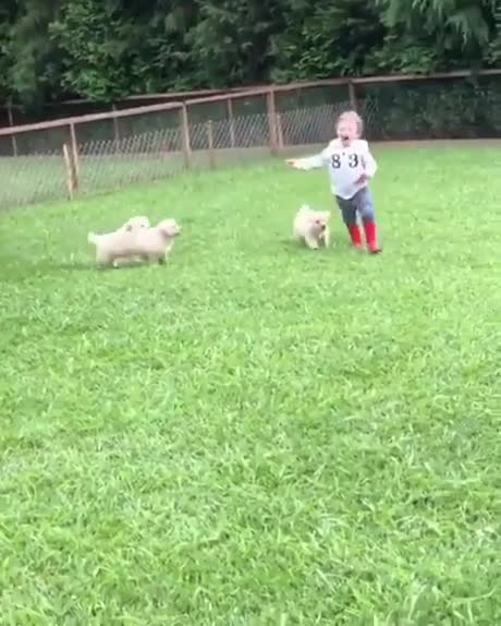 Un enfant se fait attaquer par des chiots