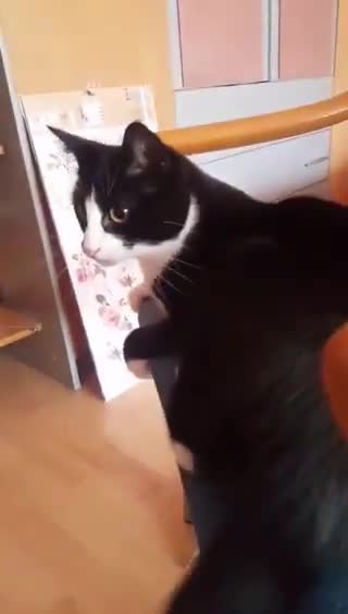 Un chat se prend une grosse bifle