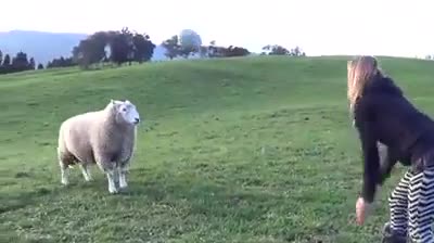 Un mouton fait des têtes